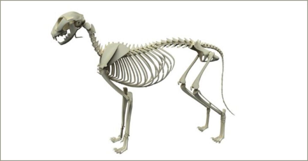 How many bones do dogs have